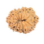 14 Mukhi Rudraksha 20.8mm 2.18gm - Rudraksha back