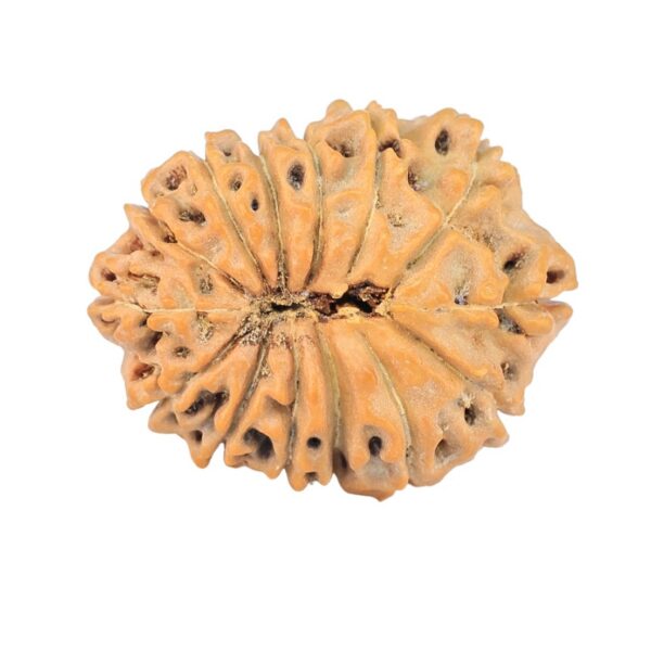 14 Mukhi Rudraksha 20.8mm 2.18gm - Rudraksha back