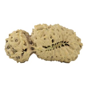21 MK Gaurishankar 26.2mm 2gm - Rudraksha back