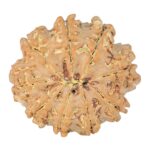 9 Mukhi Rudraksha 22.3mm 2.71gm - Rudraksha back