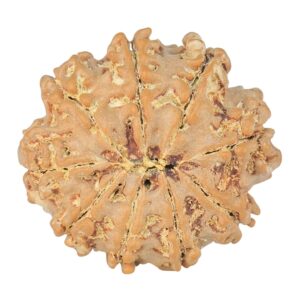 9 Mukhi Rudraksha 22.3mm 2.71gm - Rudraksha back