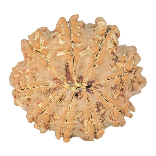 9 Mukhi Rudraksha 22.3mm 2.71gm - Rudraksha back