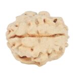 1 Mukhi Rudraksha 15.9mm 1.38gm - Rudraksha back