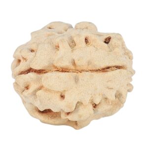 1 Mukhi Rudraksha 15.9mm 1.38gm - Rudraksha back