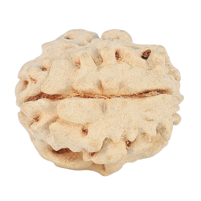 1 Mukhi Rudraksha 15.9mm 1.38gm - Rudraksha back
