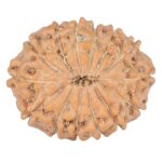 14 Mukhi Rudraksha 24.5mm 3.9gm - Rudraksha back