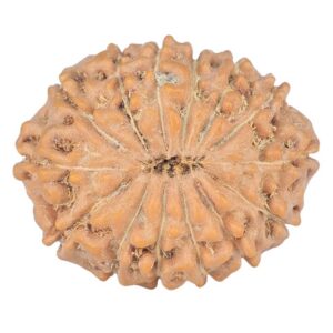 14 Mukhi Rudraksha 24.5mm 3.9gm - Rudraksha back
