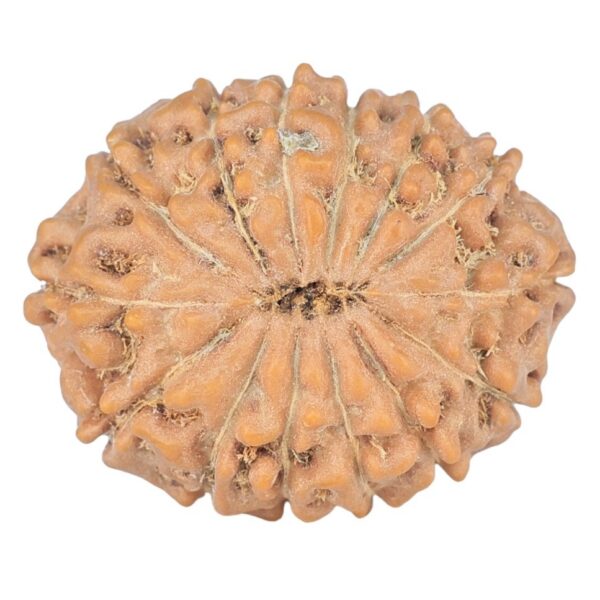 14 Mukhi Rudraksha 24.5mm 3.9gm - Rudraksha back