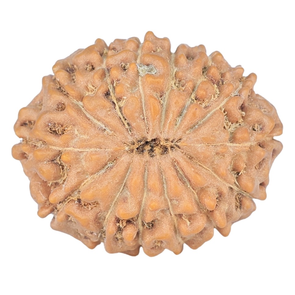 14 Mukhi Rudraksha 24.5mm 3.9gm - Rudraksha back