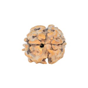 2 Mukhi Rudraksha 16.4mm 1.47gm - Rudraksha back