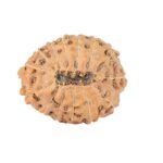 14 Mukhi Rudraksha 21.1mm 2.62gm - Rudraksha back