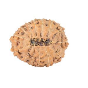 14 Mukhi Rudraksha 21.1mm 2.62gm - Rudraksha back