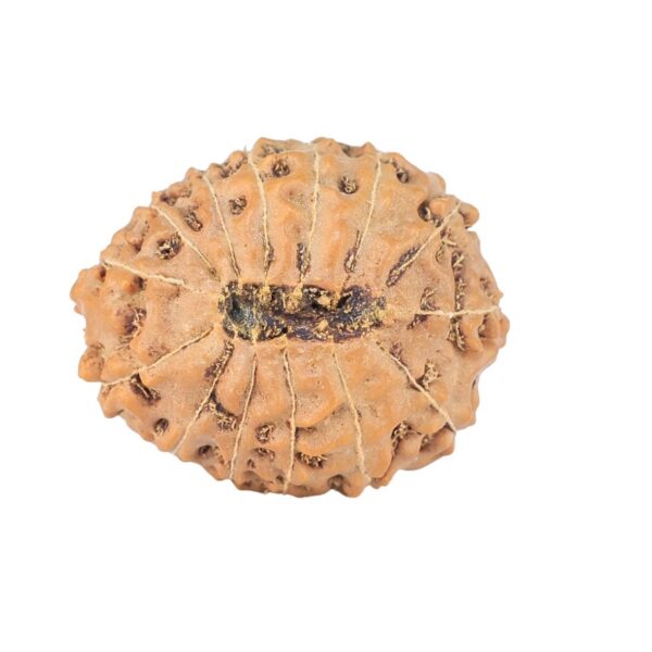 14 Mukhi Rudraksha 21.1mm 2.62gm - Rudraksha back