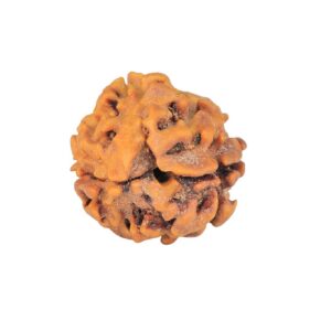 2 Mukhi Rudraksha 19.3mm 2gm - Rudraksha back