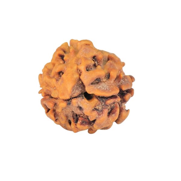 2 Mukhi Rudraksha 19.3mm 2gm - Rudraksha back