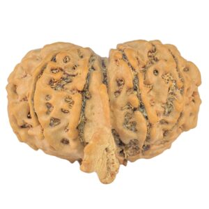 12 Mukhi G.S & Ganesh 27.7mm 4.1gm - Rudraksha back