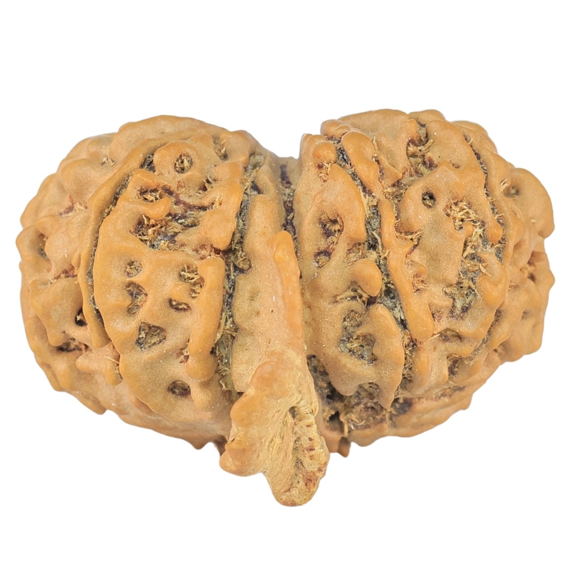 12 Mukhi G.S & Ganesh 27.7mm 4.1gm - Rudraksha back