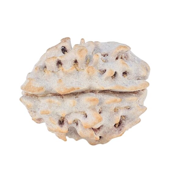 1 Mukhi Rudraksha 16.3mm 1.34gm - Rudraksha back
