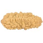 1 Mukhi Rudraksha 39.7mm 5.51gm - Rudraksha back