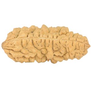 1 Mukhi Rudraksha 39.7mm 5.51gm - Rudraksha back