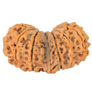14 Mk Gaurishankar 34.8mm 5.45gm - Rudraksha back