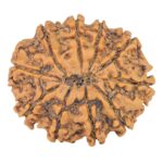 10 Mukhi Rudraksha 25.1mm 3.67gm - Rudraksha back