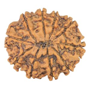 10 Mukhi Rudraksha 25.1mm 3.67gm - Rudraksha back