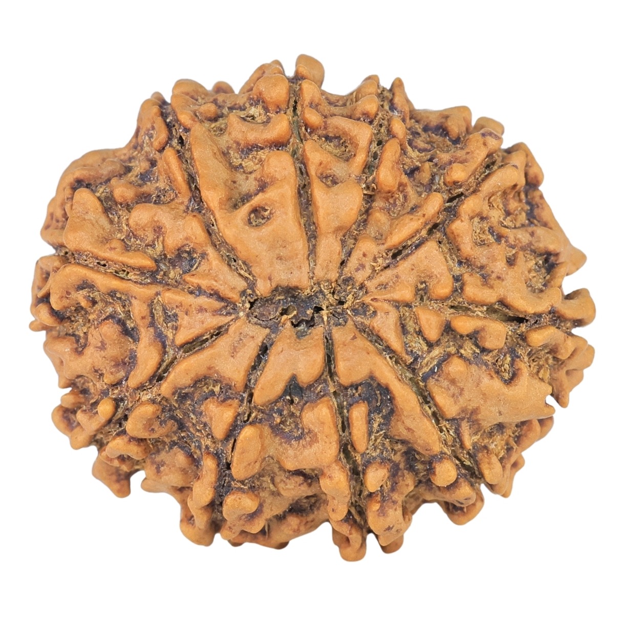 10 Mukhi Rudraksha 25.1mm 3.67gm - Rudraksha back