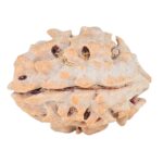 1 Mukhi Rudraksha 18mm 1.51gm - Rudraksha back