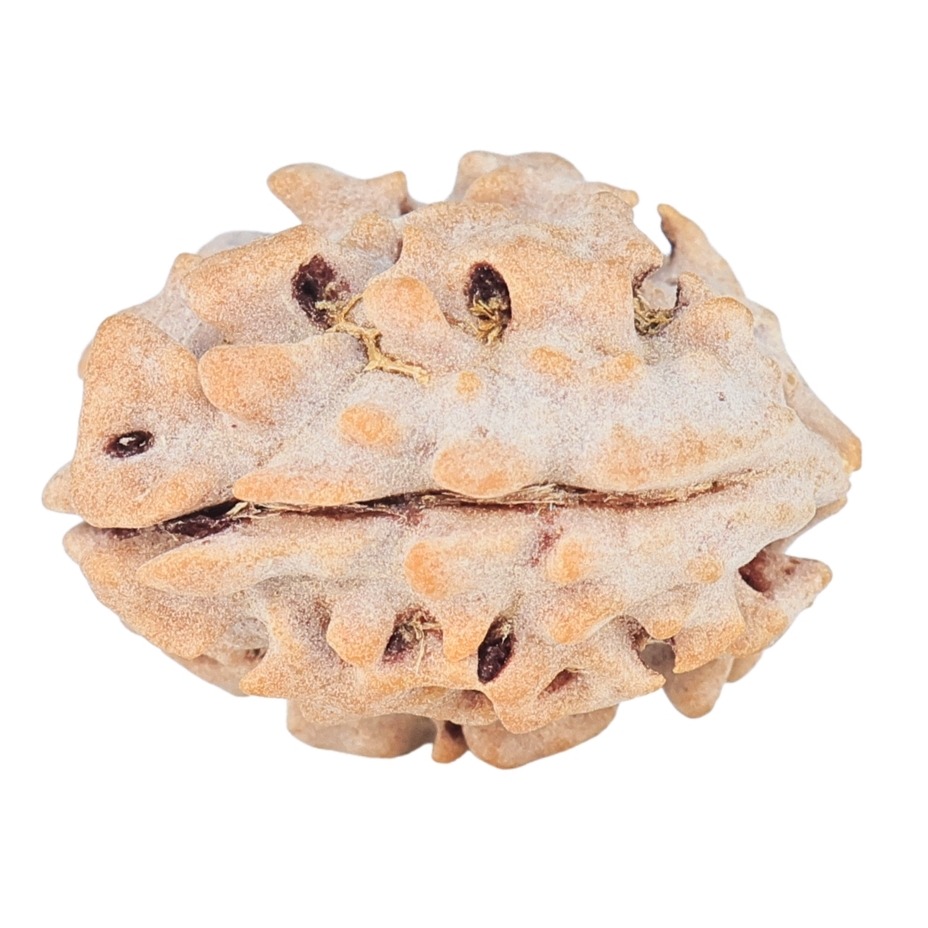 1 Mukhi Rudraksha 18mm 1.51gm - Rudraksha back