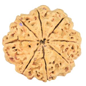 8 Mukhi Rudraksha 25.5mm 4.29gm - Rudraksha back