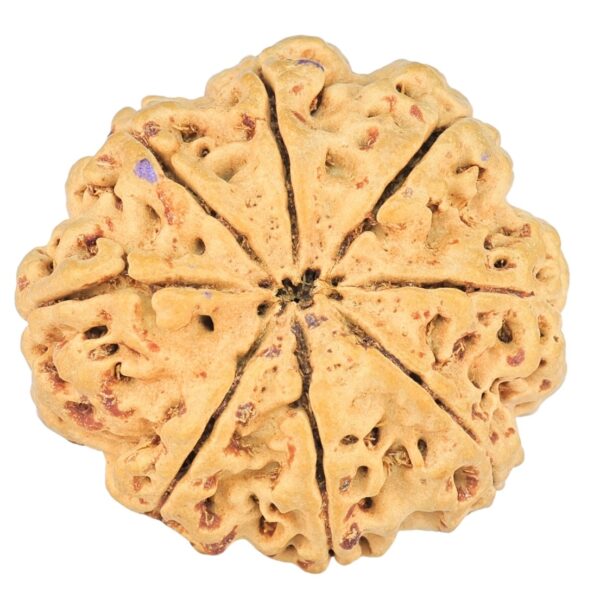 8 Mukhi Rudraksha 25.5mm 4.29gm - Rudraksha back