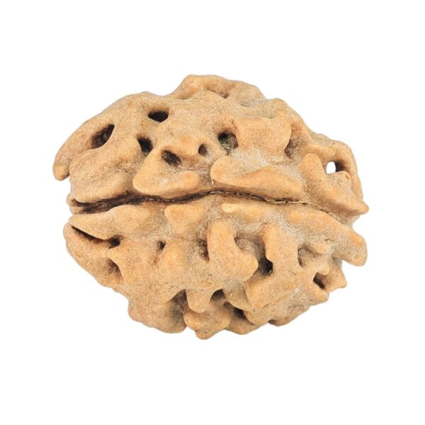 1 Mukhi Rudraksha 16.9mm 1.41gm - Rudraksha back