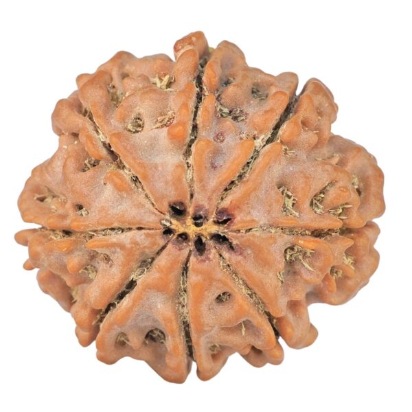 8 Mukhi Rudraksha 24mm 4.6gm - Rudraksha back