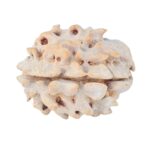1 Mukhi Rudraksha 18.7mm 2gm - Rudraksha back