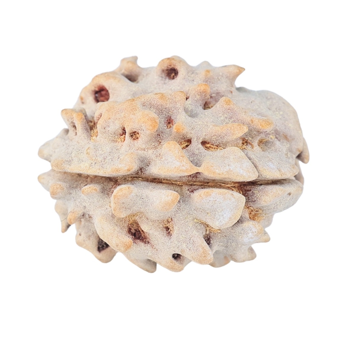 1 Mukhi Rudraksha 18.7mm 2gm - Rudraksha back