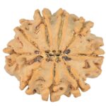 9 Mukhi Rudraksha 24.7mm 3.83gm - Rudraksha back