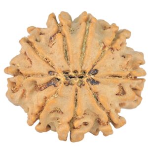 9 Mukhi Rudraksha 24.7mm 3.83gm - Rudraksha back