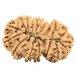 17 MK Gaurishankar 31.9mm 4.62gm - Rudraksha back