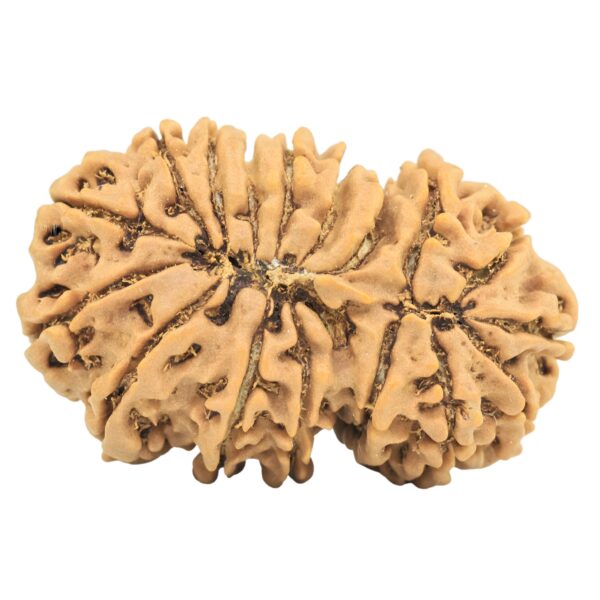 17 MK Gaurishankar 31.9mm 4.62gm - Rudraksha back