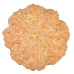 8 Mukhi Rudraksha 23.3mm 4.65gm - Rudraksha back