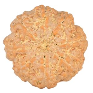 8 Mukhi Rudraksha 23.3mm 4.65gm - Rudraksha back