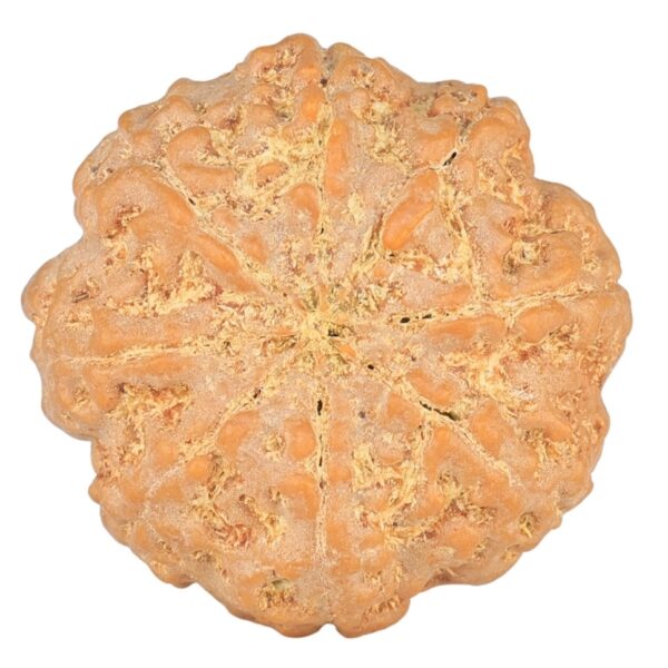 8 Mukhi Rudraksha 23.3mm 4.65gm - Rudraksha back