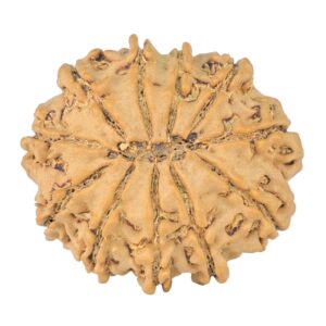11 Mukhi Rudraksha 24mm 2.94gm - Rudraksha back