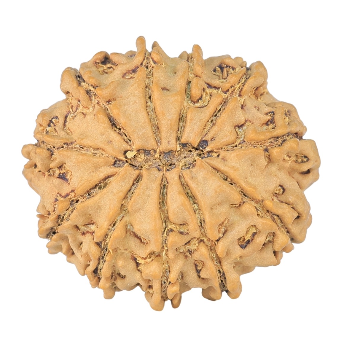 11 Mukhi Rudraksha 24mm 2.94gm - Rudraksha back