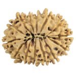 14 Mukhi Rudraksha 26.8mm 3.51gm - Rudraksha back