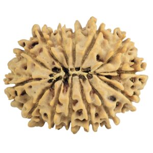 14 Mukhi Rudraksha 26.8mm 3.51gm - Rudraksha back
