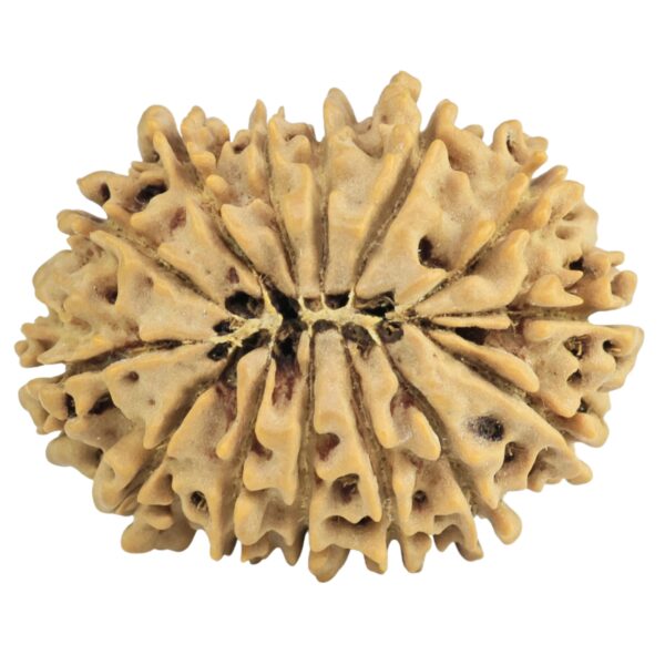 14 Mukhi Rudraksha 26.8mm 3.51gm - Rudraksha back