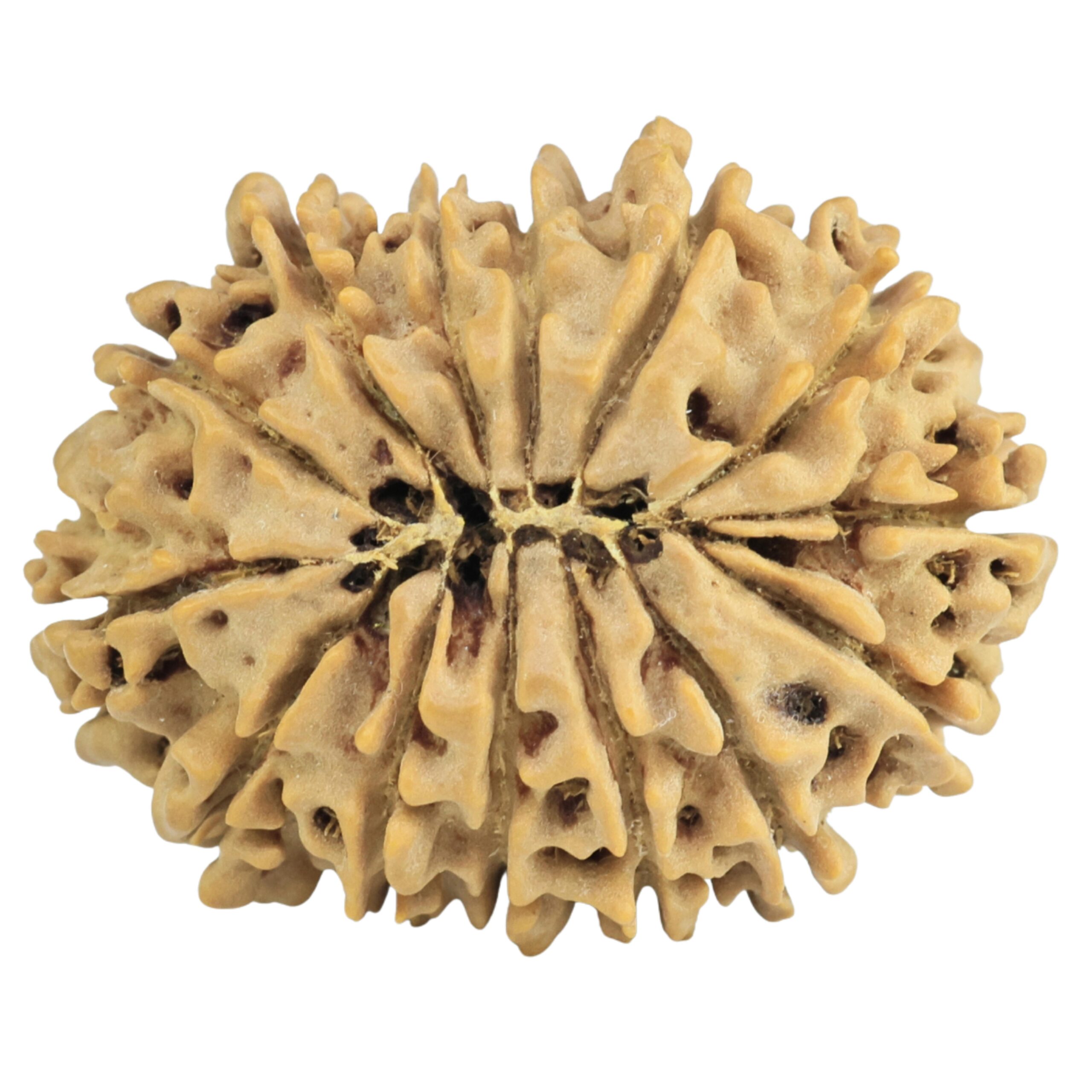 14 Mukhi Rudraksha 26.8mm 3.51gm - Rudraksha back