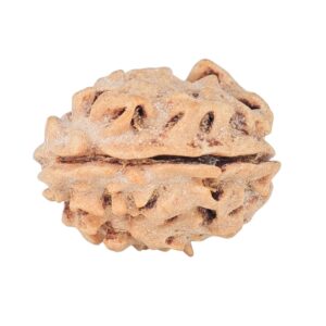 1 Mukhi Rudraksha 17.3mm 1.56gm - Rudraksha back